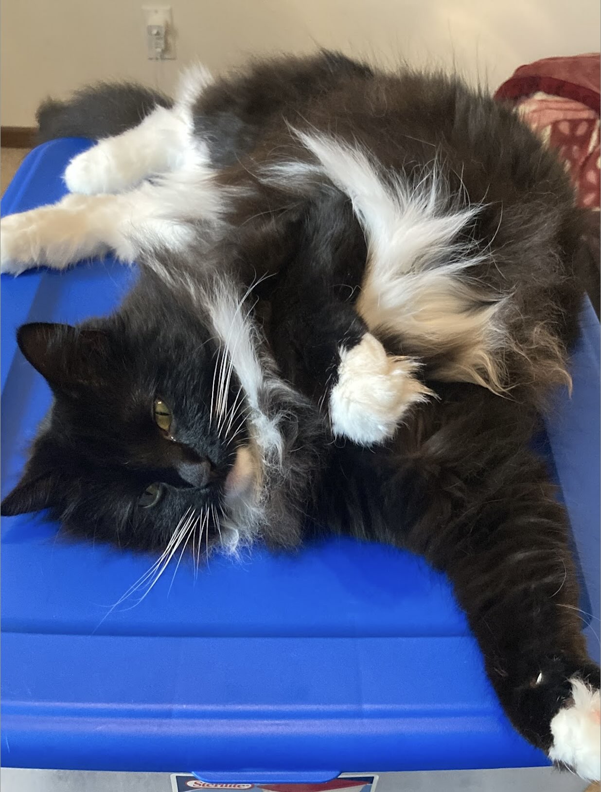 cat